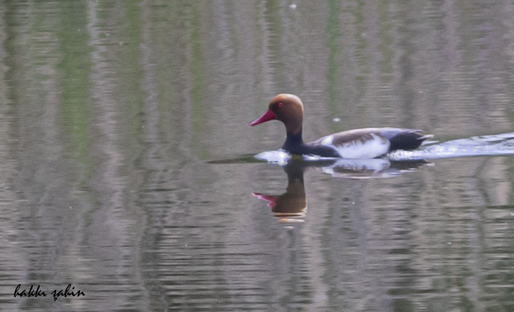 Red-crested Pochard